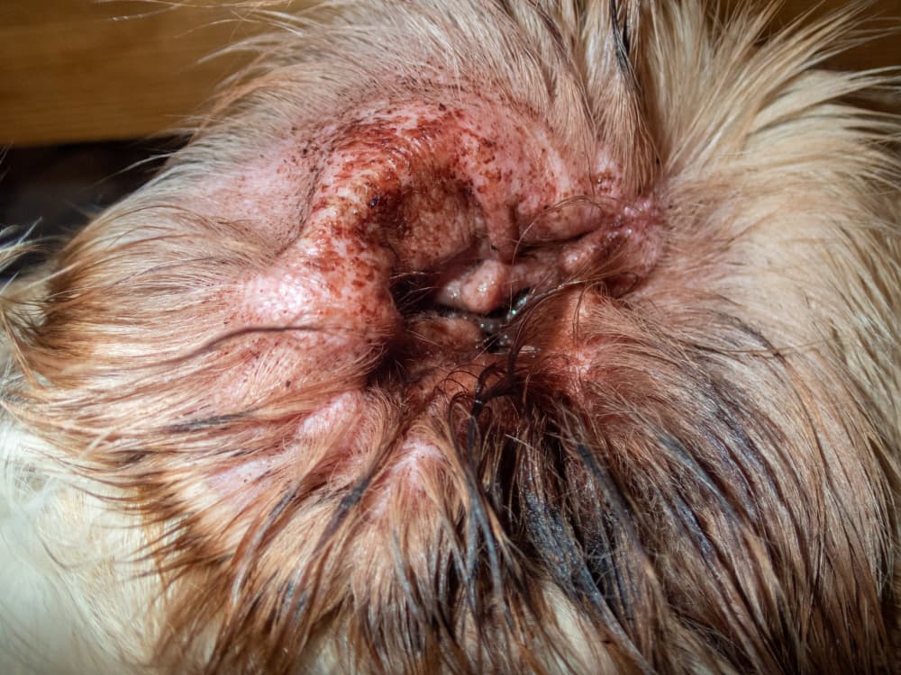 what does a yeast infection in dogs ears look like