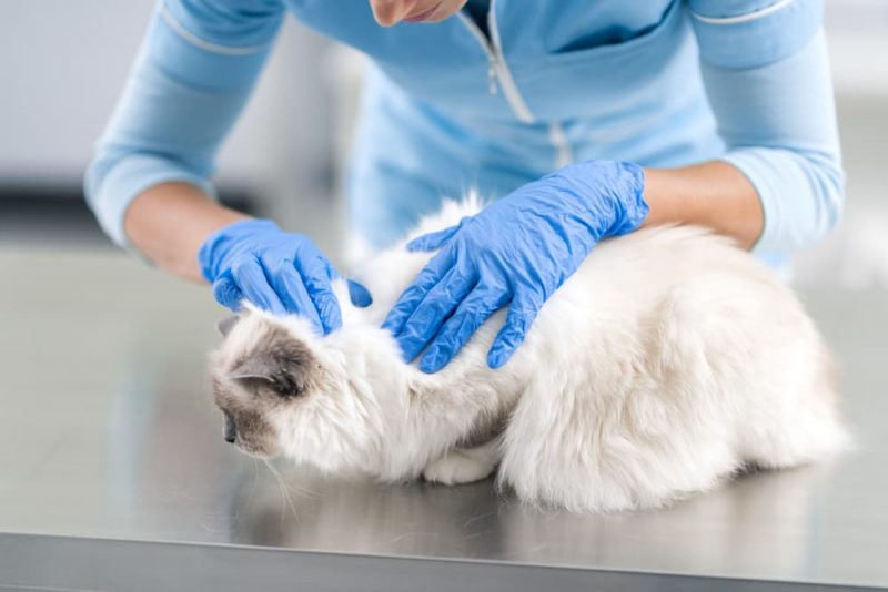 Fleas on Cats How to Identify and Treat Them Great Pet Care