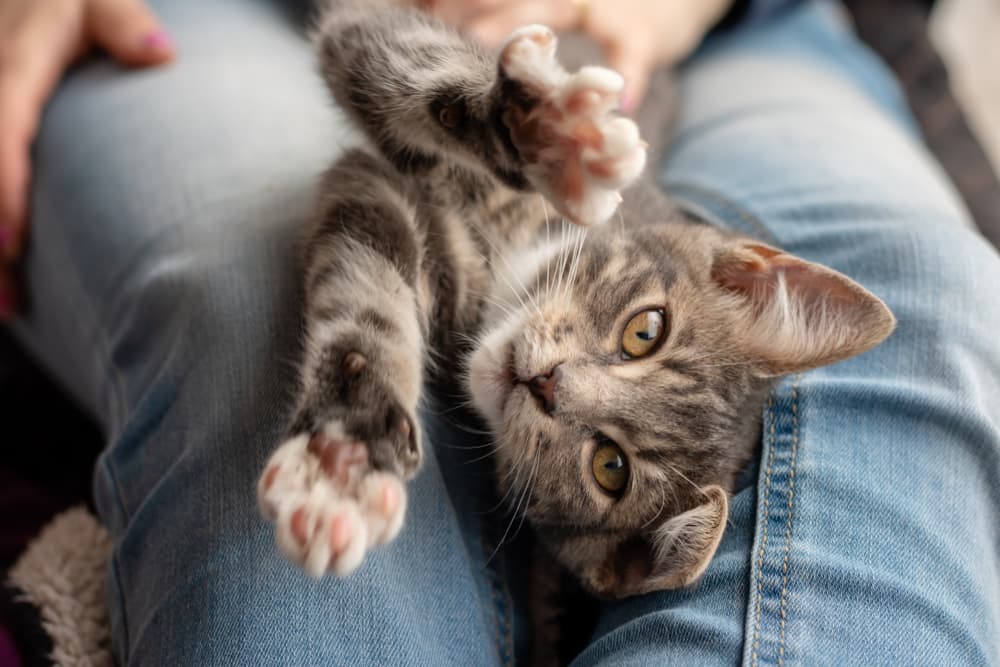 Kitten sitting in owner lap, needs sensitive stomach cat food