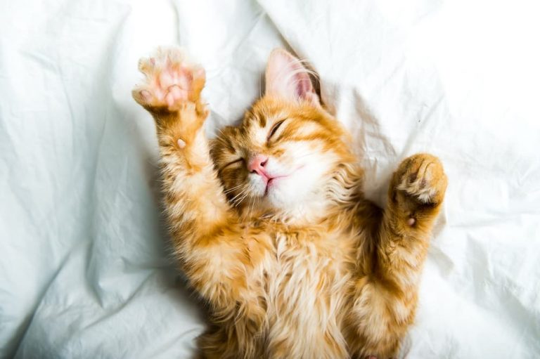 Ginger cat stretching in a bed