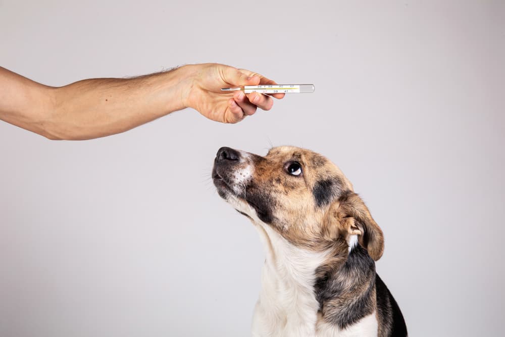 Holding thermometer over dog to see if the dog has a normal dog temperature