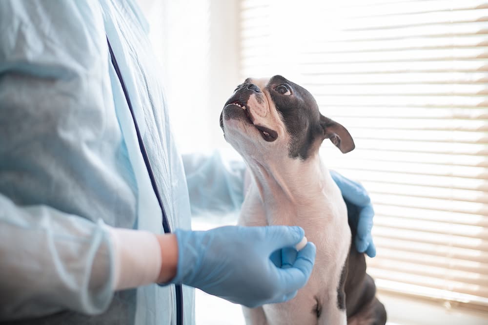 Dog getting pill at vet