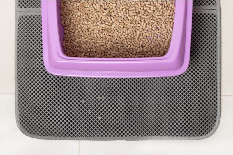 Cat Pooping Outside the Litter Box Tips to Stop It Great Pet Care