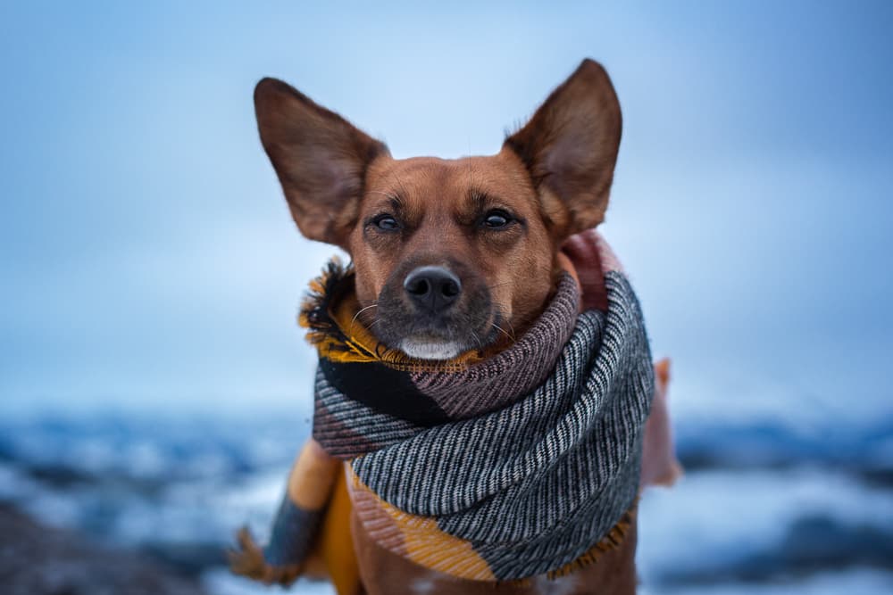 Dog outside in the cold