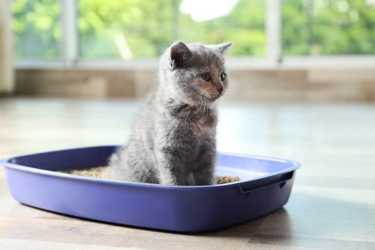 Cat Pooping Outside the Litter Box Tips to Stop It Great Pet Care