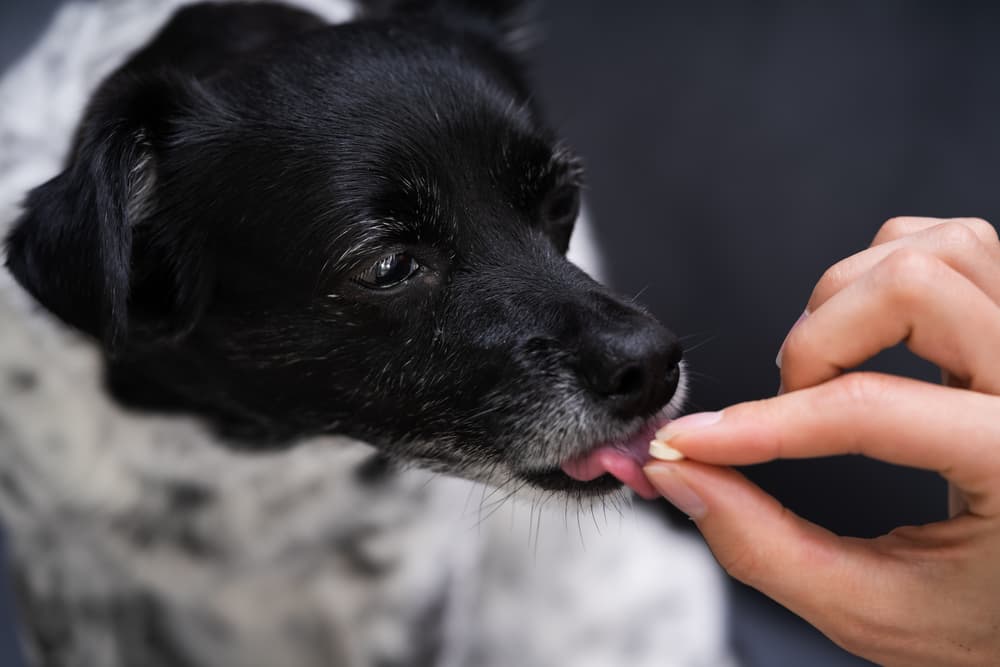 valley fever in dogs