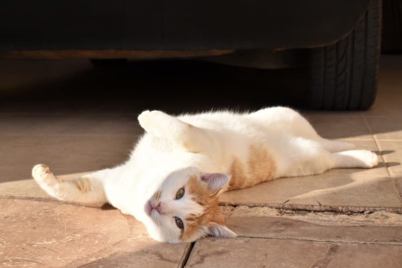 160 Orange Cat Names for GingerColored Felines Great Pet Care