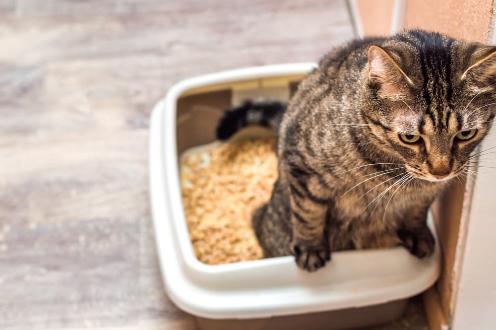 Cat getting out of litter box