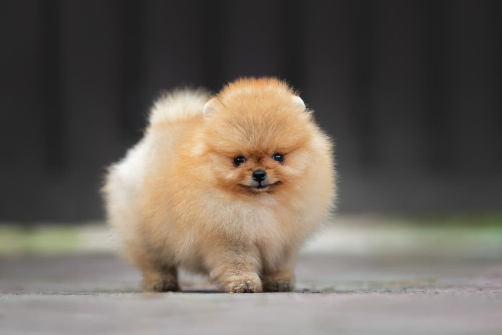 Tiny Pomeranian puppy, best german dog name inspiration