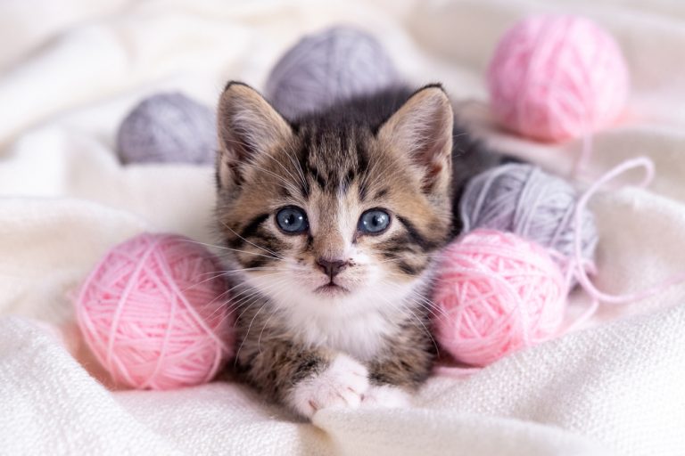 Cute kitten sitting with pink yarn balls for some good girl cat names