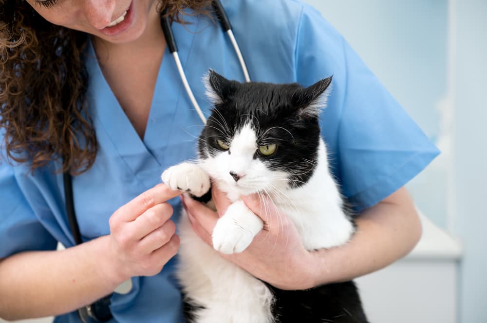 Cat at the vet being held