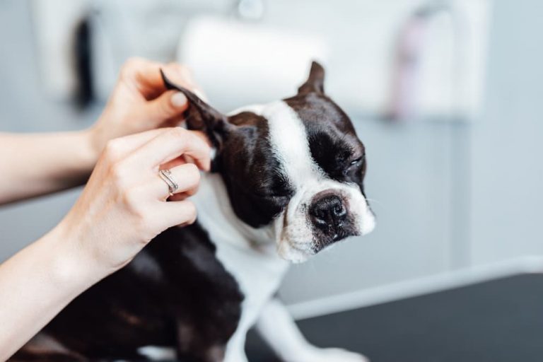 Woman cleaning dog's ears