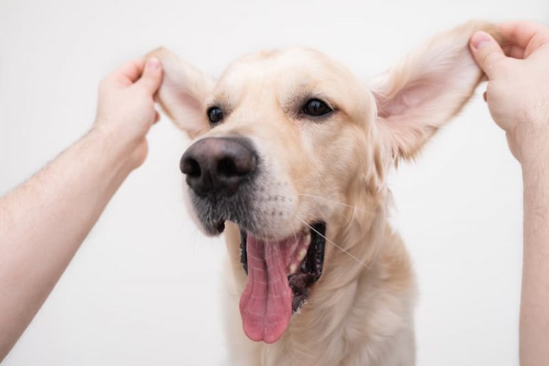 Dog Ear Infection Causes and How to Help Great Pet Care
