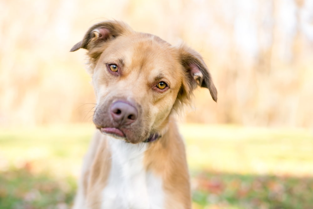 Dog head tilted wondering about antifreeze poisoning in dog