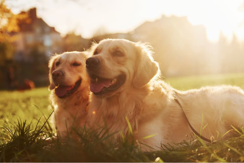 Dogs outside in the sunshine in the summer