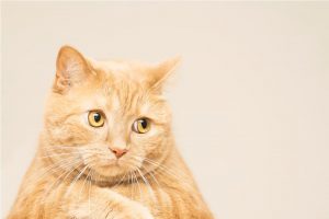 Cat Pooping Outside the Litter Box: Tips to Stop It Great Pet Care