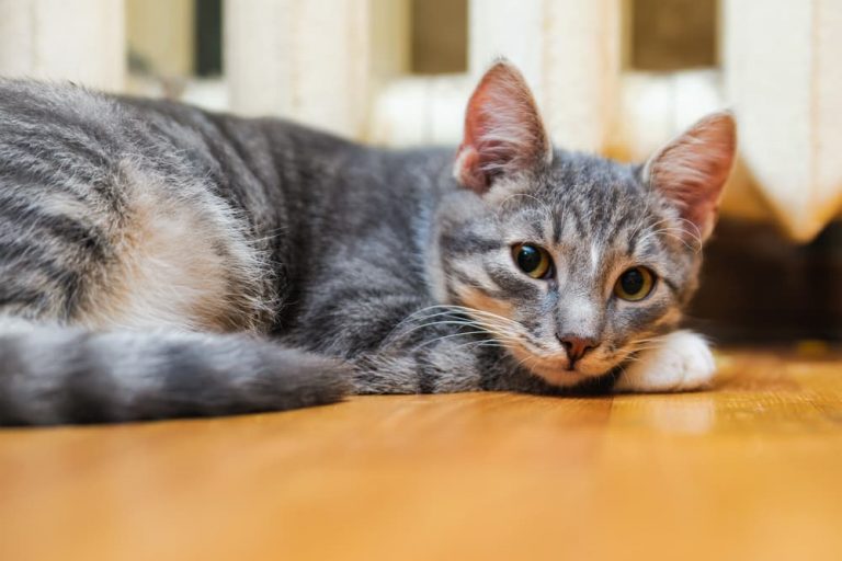 Kitten pooping outside the hotsell litter box