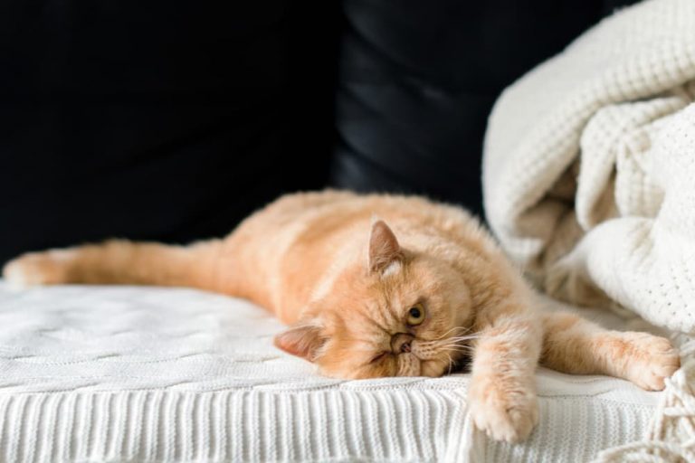 Cat Peeing Everywhere 10 Tips to Address the Mess Great Pet Care