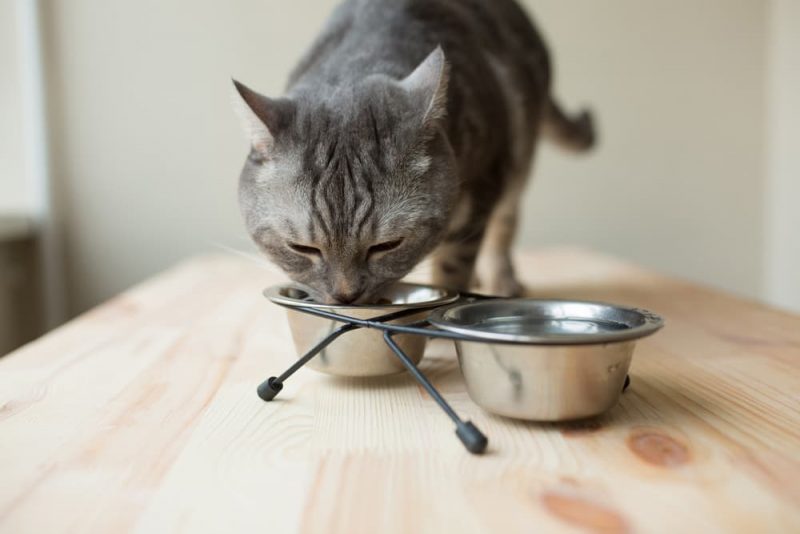 Best Cat Food for Weight Gain 7 Enticing Options Great Pet Care