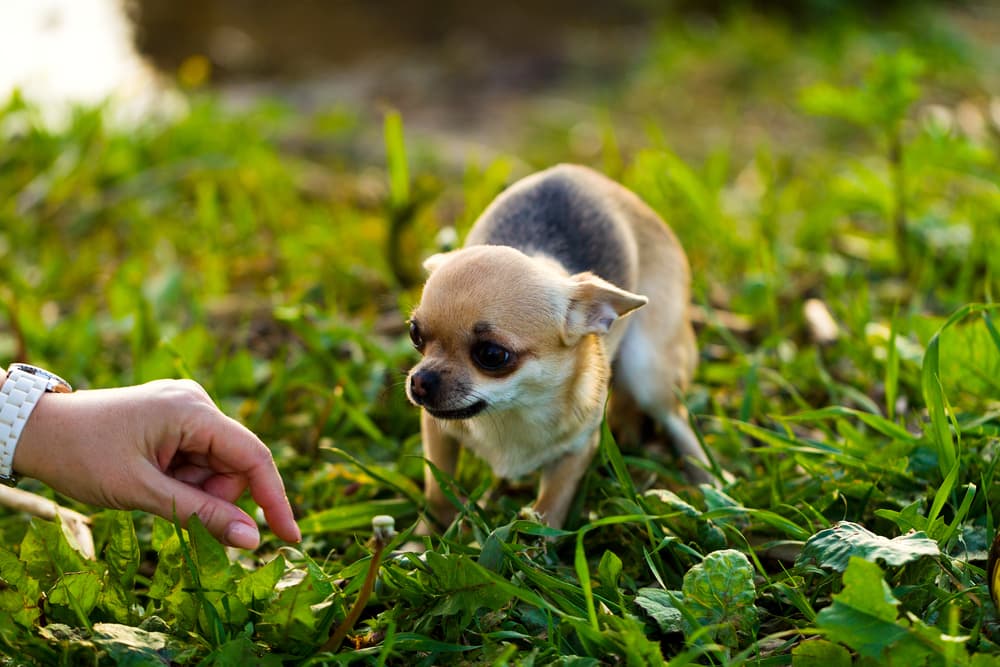 Dog cowering in fear