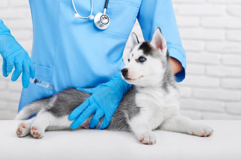 Allergy Shots for Dogs Does Your Pup Need Them? Great Pet Care