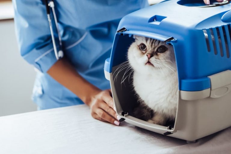 How Often Do You Take a Cat to the Vet? Great Pet Care