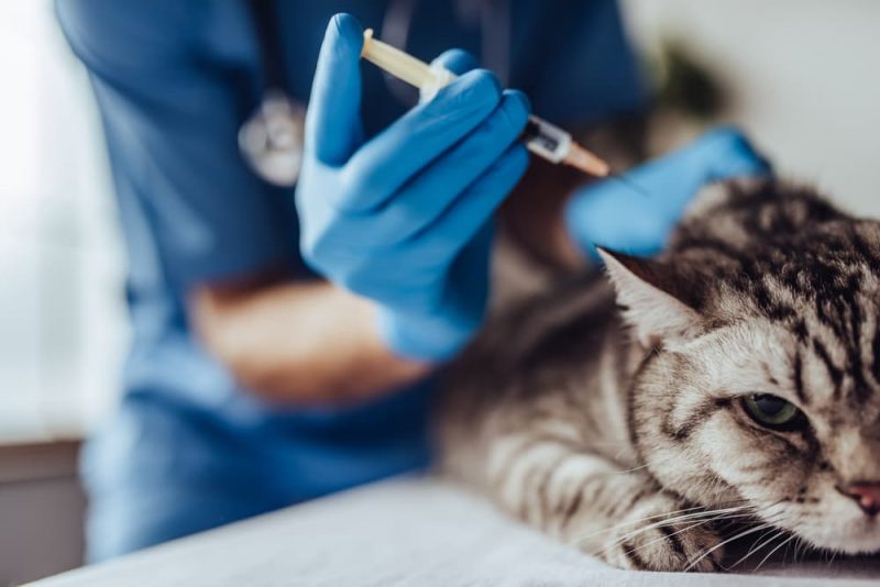 How Often Do You Take a Cat to the Vet? Great Pet Care