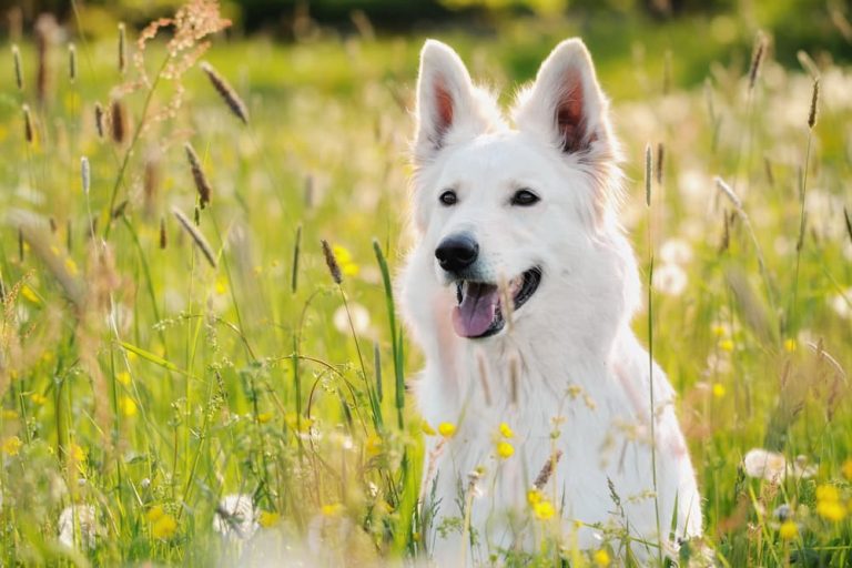 Dog in a field around some seeds