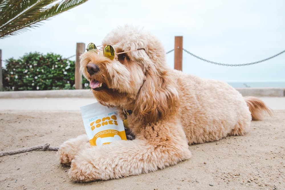 FOMO Bones CBD Dog Treats and Pet Tincture Review FOMO Bones CBD Dog Treats and Pet Tincture Review