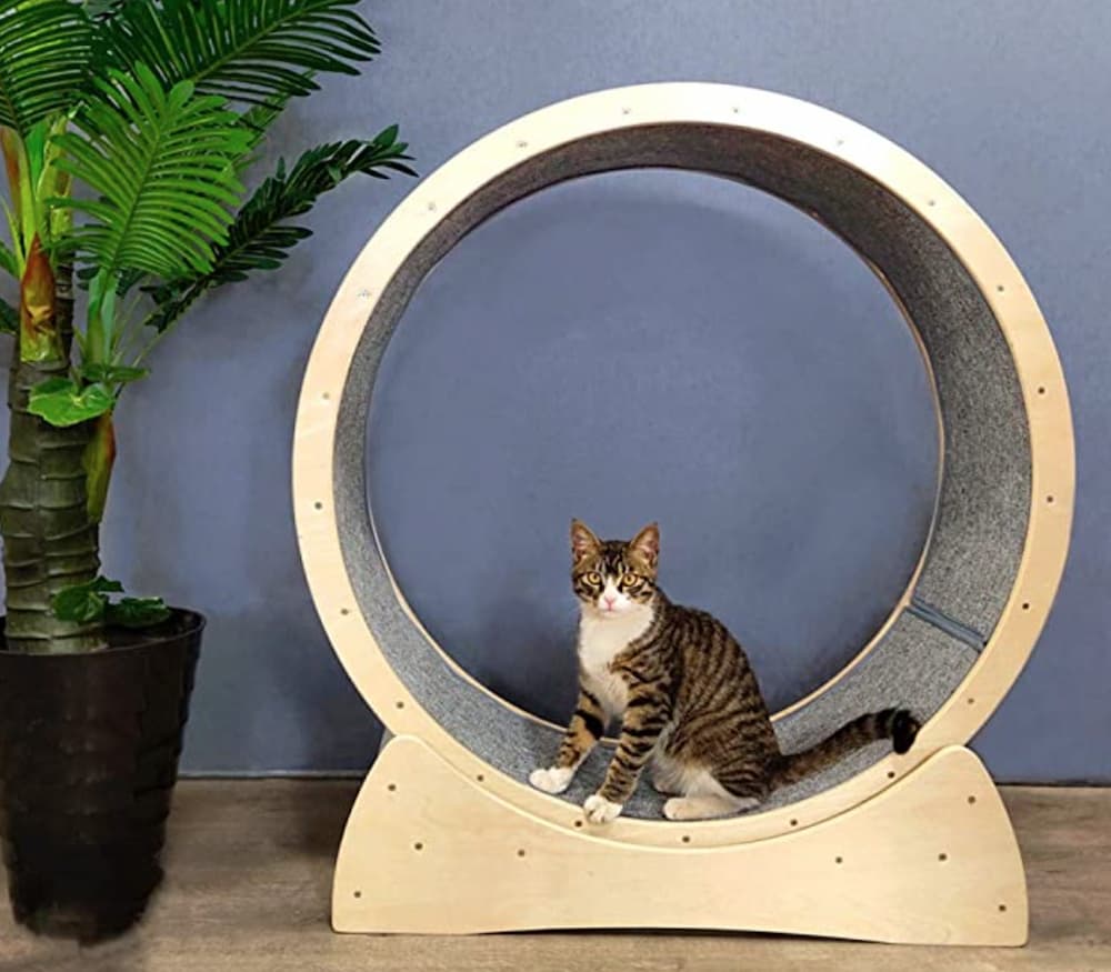 cat wheel amazon