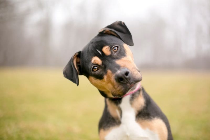 Skin Tags on Dogs How to Identify and Treat Them Great Pet Care