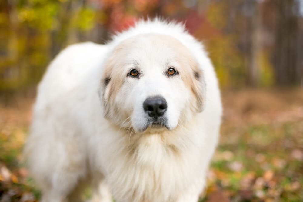 Dog 2024 mountain breed