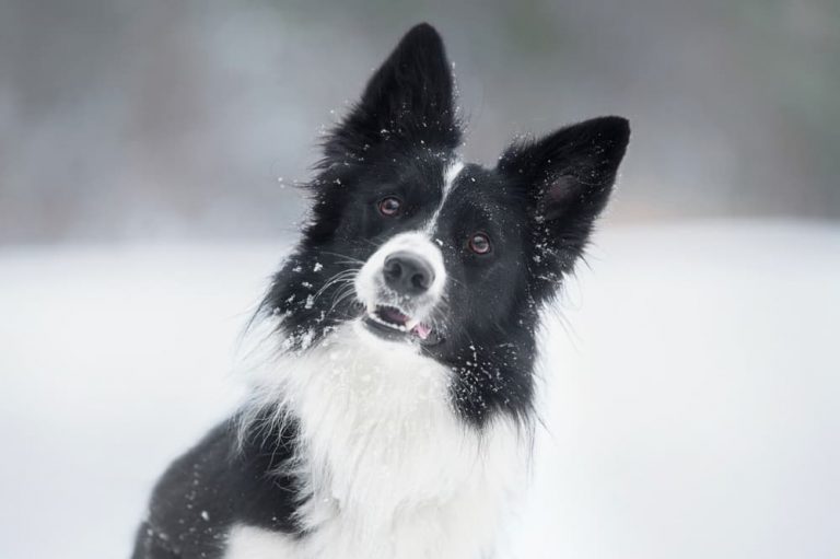 Curated visual reference: Hypothermia In Dogs Photo Inspiration