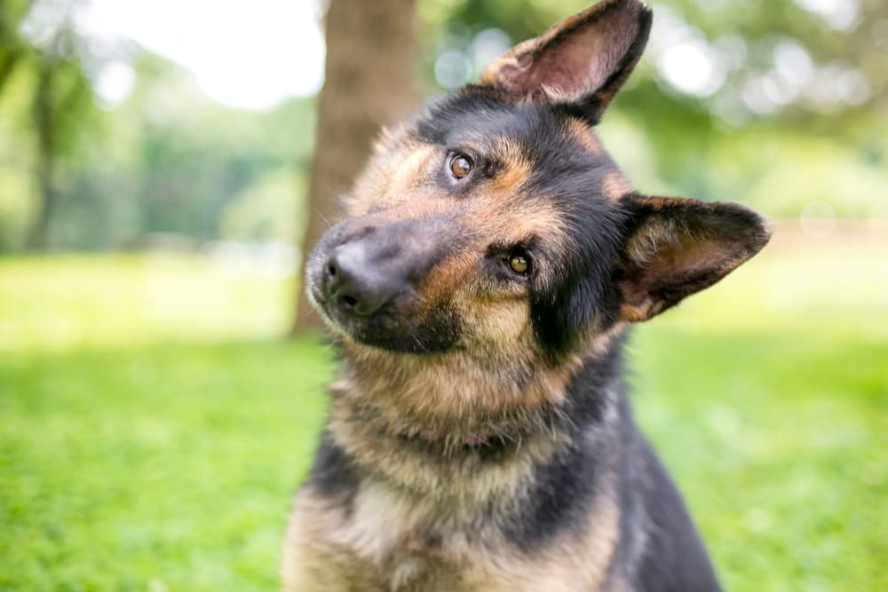 Sweet dog with head tilted outside