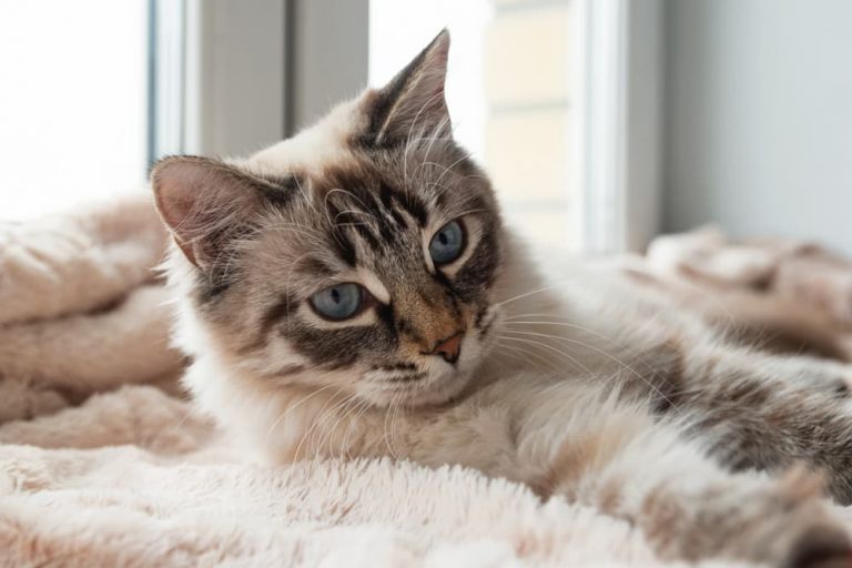 Cat with lots of hair laying down