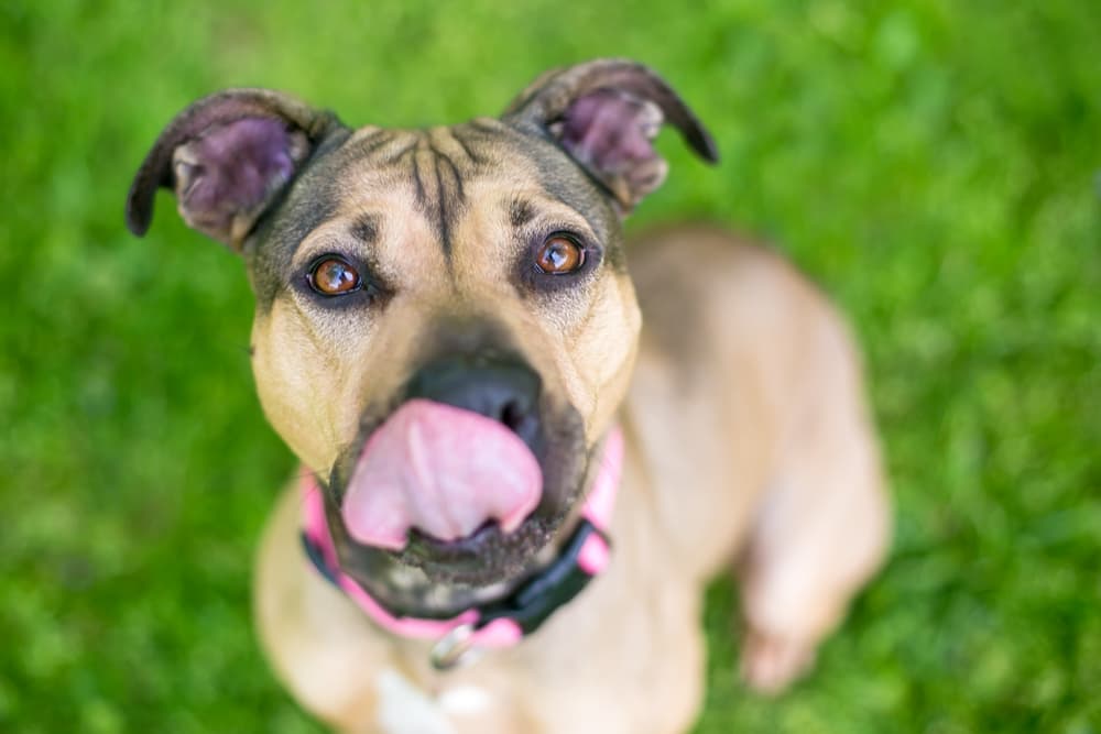 Dog licking their lips looking to camera