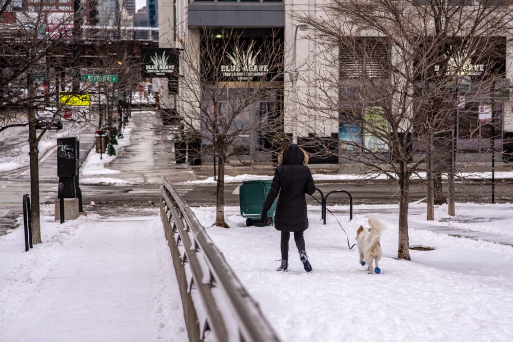 Owner and dog walking with dog wearing booties