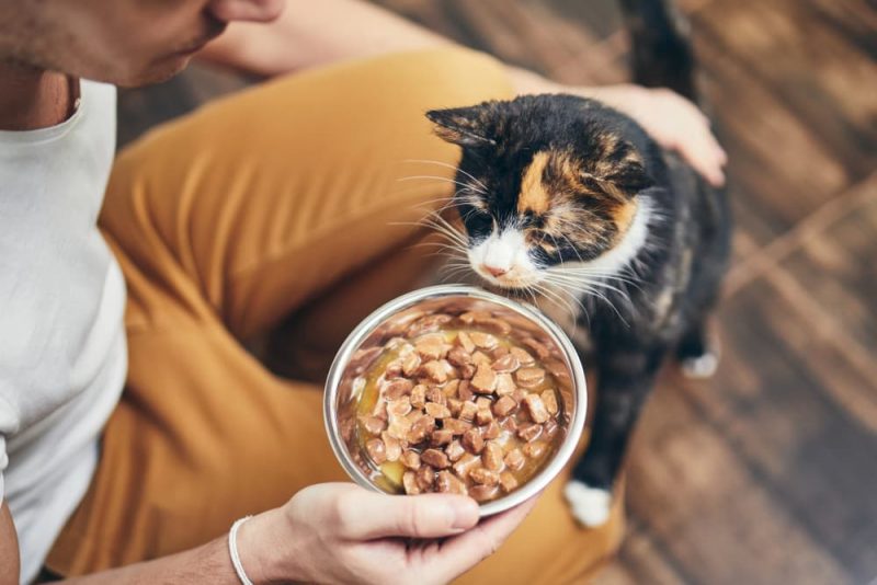 Cat Food Allergies Common Causes and Treatments Great Pet Care