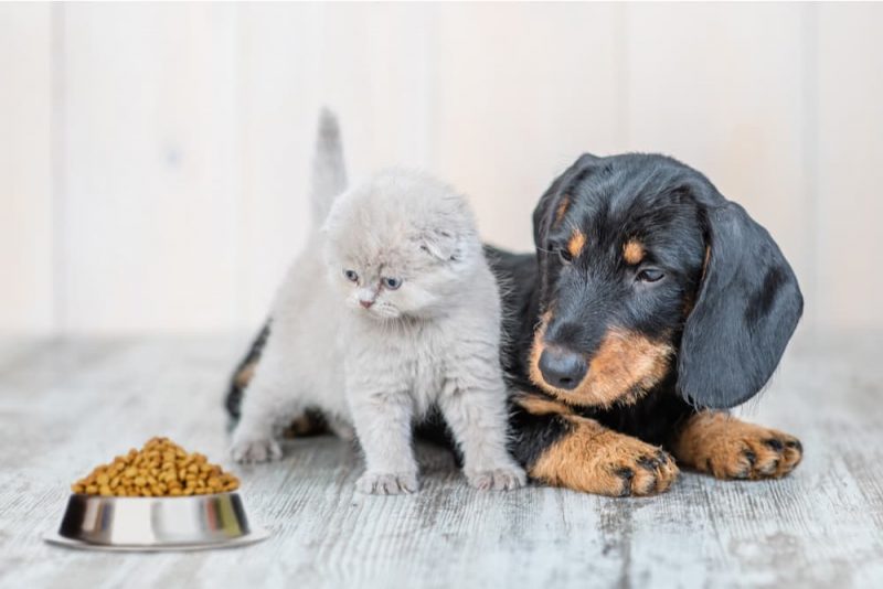 Can Dogs Eat Cat Food? Great Pet Care