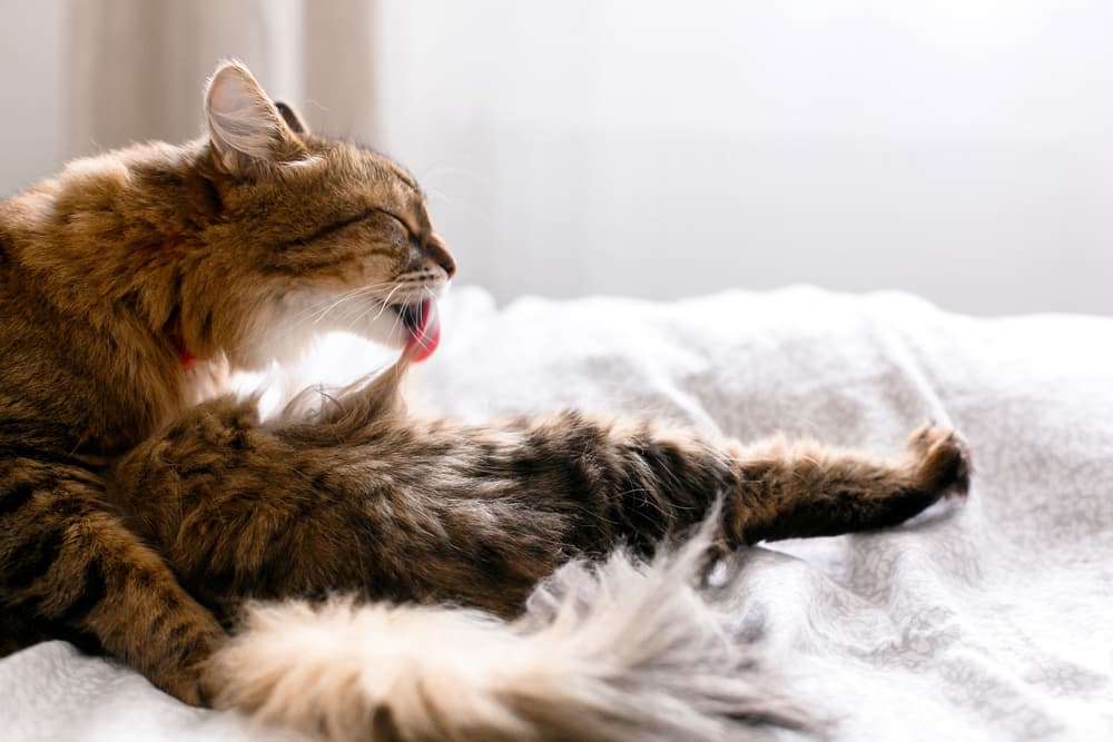 Cat grooming themselves laying on a bed
