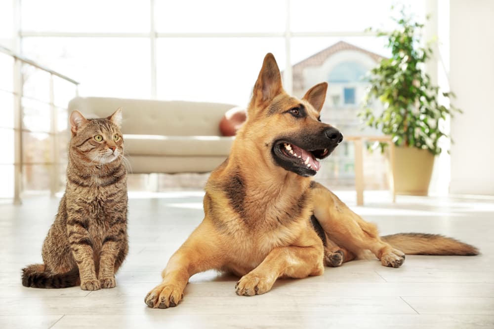 Dog and cat smiling in the home