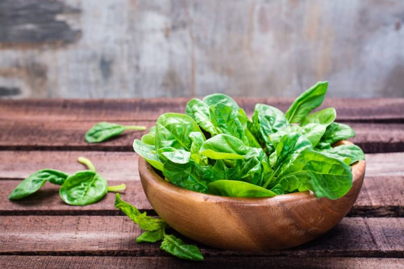 Can Cats Eat Spinach? Great Pet Care