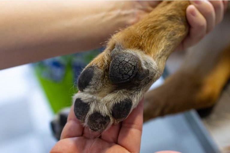 Close up of cracked dog paw