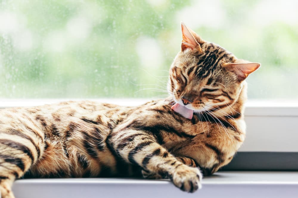 Cat licking themselves grooming on a window sill