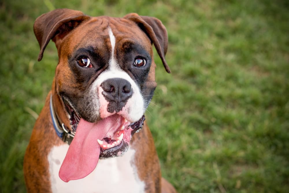 Dog panting outside warm day