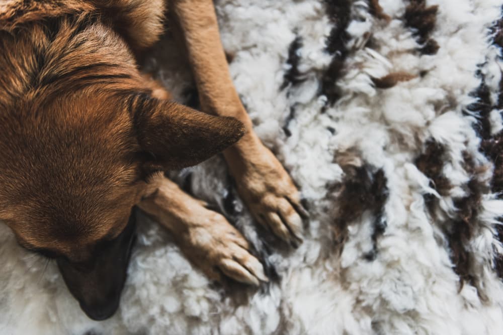 Dog laying on the rug being happy