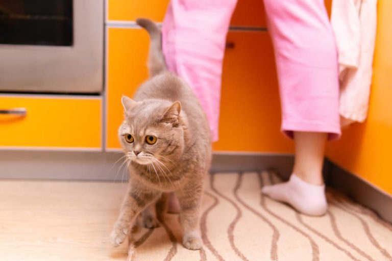 Can Cats Eat Eggs? Great Pet Care