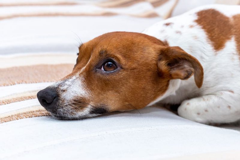 Can Dogs Get Colds? Great Pet Care