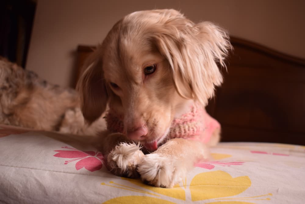 Dog licking their paw on the bedspread do not use baby wipes on dog