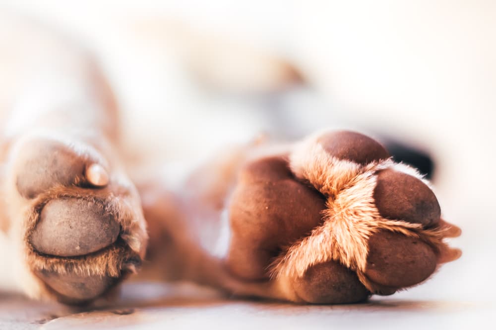 Close up of dogs paws